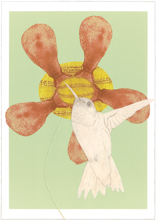 illustratie : kolibrie