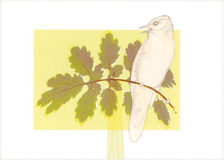 illustratie : sprinkhaanzanger