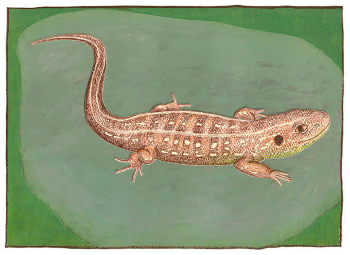 illustratie : zandhagedis