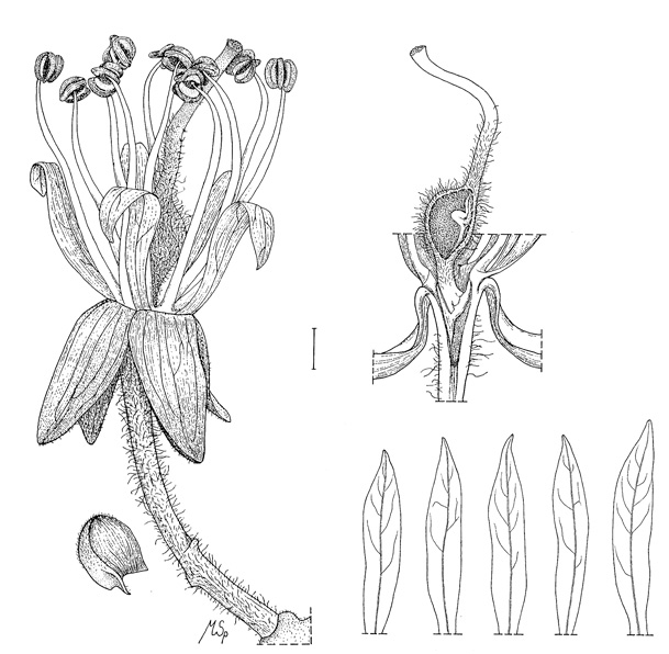 illustratie : Cynometra sanagaensis